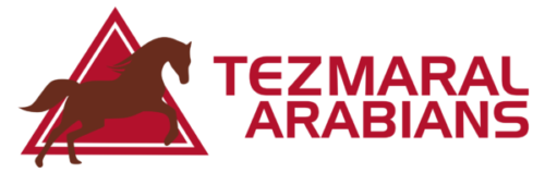 Tezmaral Arabians